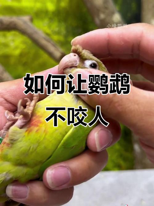 温柔耐心是关键(鹦鹉最讨厌摸哪个地方) 温柔耐心是关键(鹦鹉最讨厌摸哪个地方)