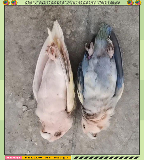 警惕!肥胖惊吓寒冷易致鹦鹉猝死(鹦鹉为什么会突然死亡) 警惕!肥胖惊吓寒冷易致鹦鹉猝死(鹦鹉为什么会突然死亡)
