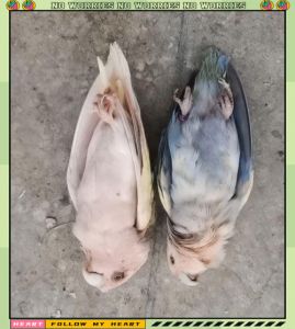 警惕！肥胖惊吓寒冷易致鹦鹉猝死（鹦鹉为什么会突然死亡）
