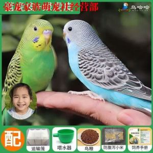 养鹦鹉选一只还是一对？看品种和你的时间！（鹦鹉适合养一只还是养一对）