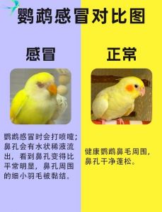鹦鹉断奶6征兆，把握时机助成长（鹦鹉断奶的6个征兆）