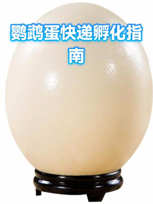 温度湿度是关键(鹦鹉蛋多久能孵化出来) 温度湿度是关键(鹦鹉蛋多久能孵化出来)