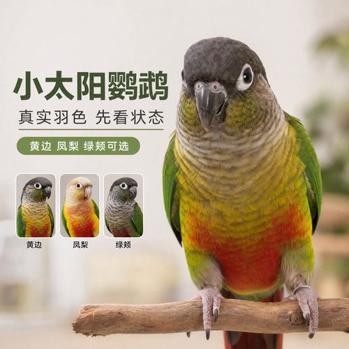 养鹦鹉要陪伴,不然会孤独伤身(鹦鹉会因为没人陪伴死亡吗) 养鹦鹉要陪伴,不然会孤独伤身(鹦鹉会因为没人陪伴死亡吗)