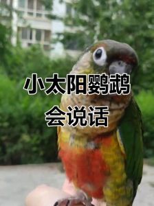 会学话但别强求（小太阳鹦鹉的行为表达）