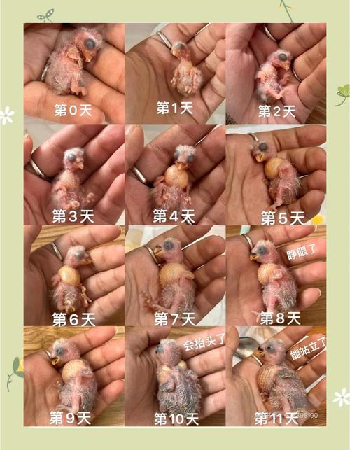 牡丹鹦鹉孵化期18-22天,下蛋后第七天开始算(牡丹鹦鹉下蛋后多久能孵出) 牡丹鹦鹉孵化期18-22天,下蛋后第七天开始算(牡丹鹦鹉下蛋后多久能孵出)