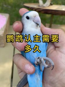 聪明鹦鹉认主人，从小养更亲（鹦鹉会认主人吗）