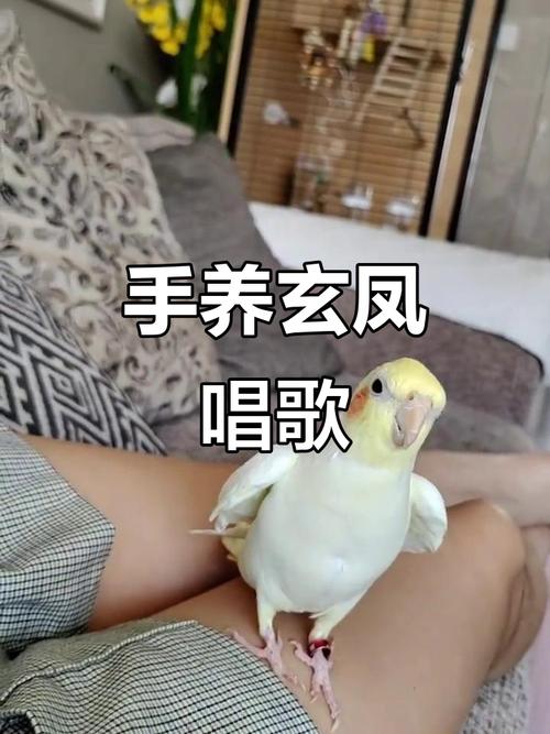 幼鸟易教,耐心奖励是关键(玄凤鹦鹉会说话吗) 幼鸟易教,耐心奖励是关键(玄凤鹦鹉会说话吗)