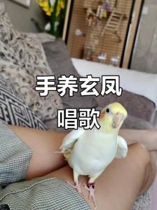 幼鸟易教，耐心奖励是关键（玄凤鹦鹉会说话吗）