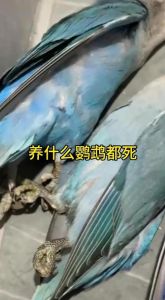 不认主人的鹦鹉怎么办？（鹦鹉最不认主人的3个表现）