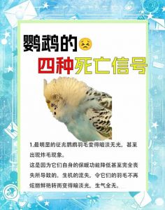 鹦鹉抽搐怎么办？（鹦鹉抽搐即将死亡能怎么办）