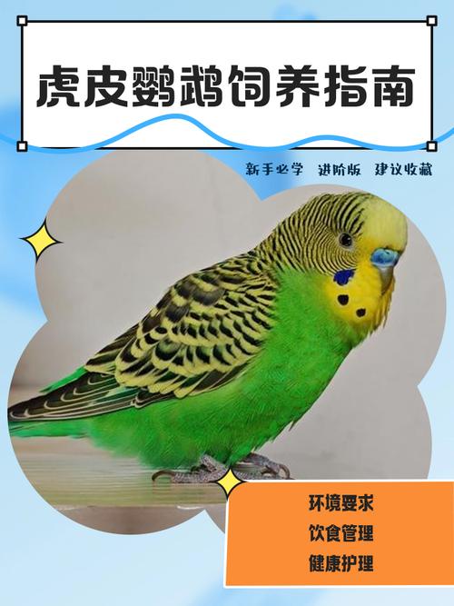 吵脏需照顾,养前必看!(为什么千万别养虎皮鹦鹉) 吵脏需照顾,养前必看!(为什么千万别养虎皮鹦鹉)