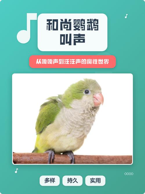 成年和尚鹦鹉也能学说话(成年和尚鹦鹉还可以训练说话) 成年和尚鹦鹉也能学说话(成年和尚鹦鹉还可以训练说话)