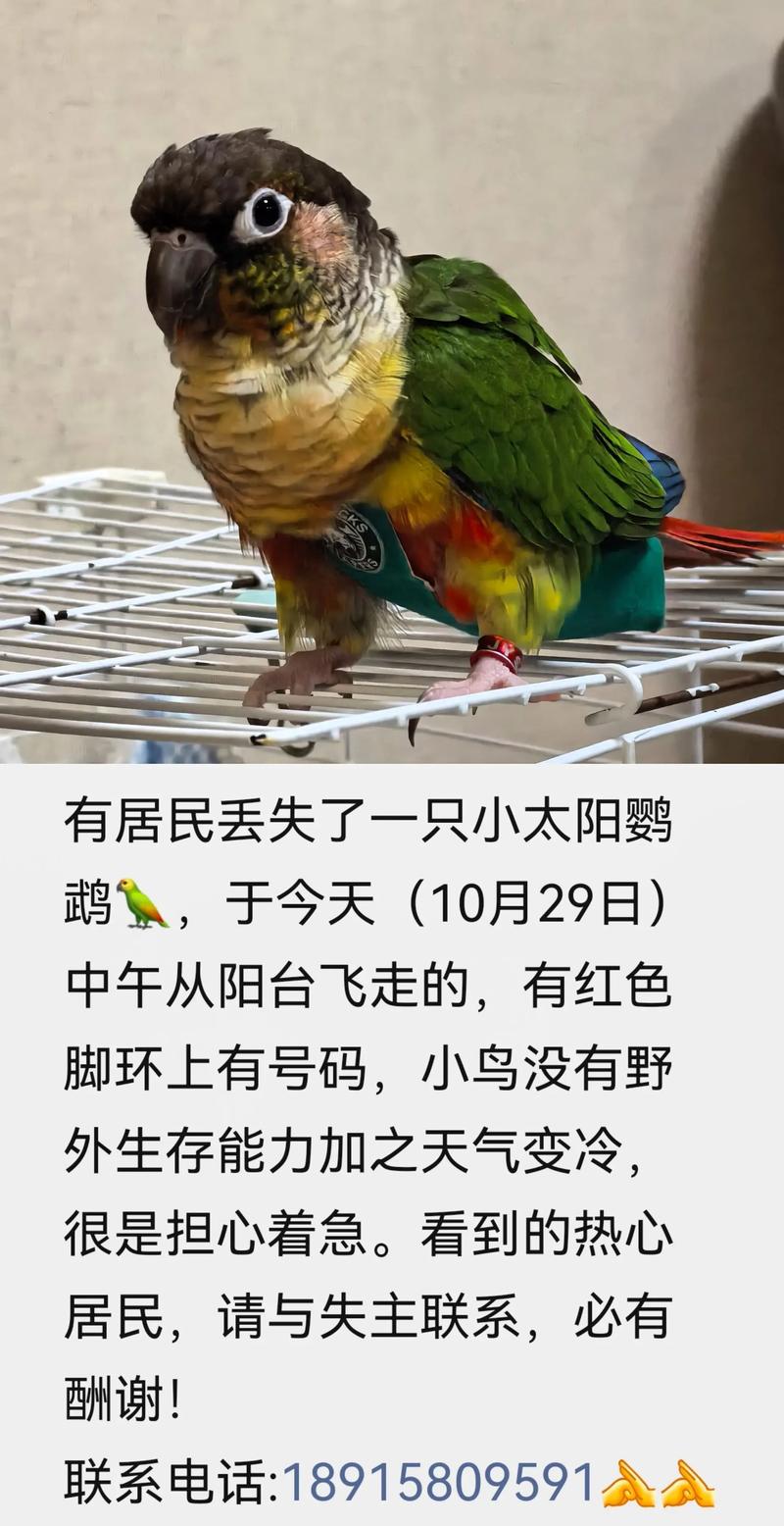 鹦鹉飞走怎么办?主人别慌,冷静寻回它!(养了好几个月的鹦鹉飞走了会回来吗) 鹦鹉飞走怎么办?主人别慌,冷静寻回它!(养了好几个月的鹦鹉飞走了会回来吗)