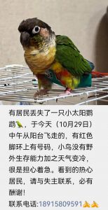 鹦鹉飞走怎么办？主人别慌，冷静寻回它！（养了好几个月的鹦鹉飞走了会回来吗）