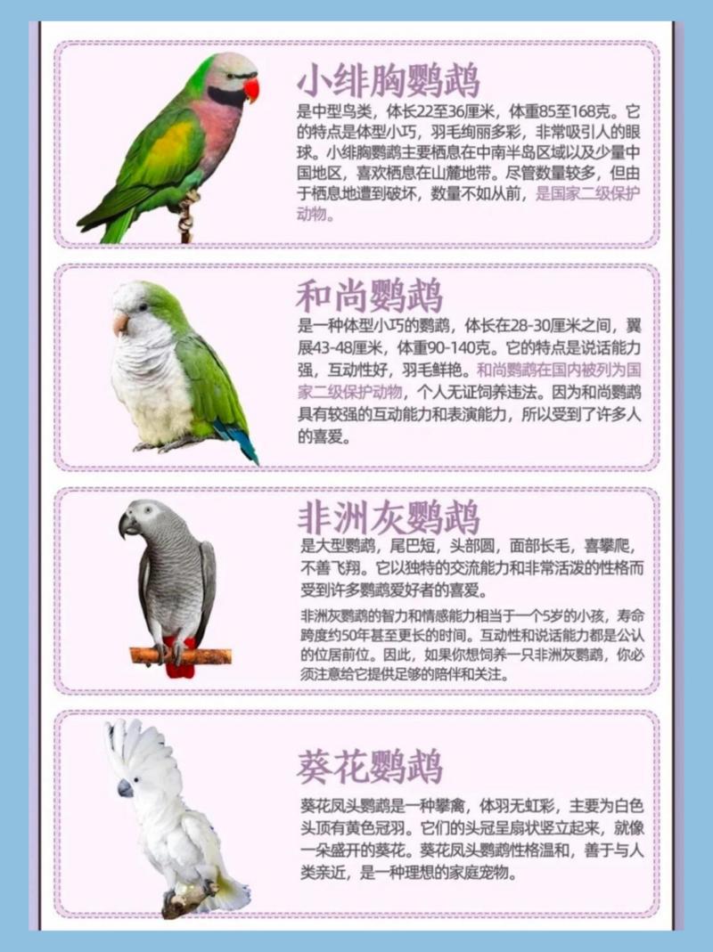 虎皮玄凤会说话,性价比高好养活(会说话的鹦鹉排名一览表) 虎皮玄凤会说话,性价比高好养活(会说话的鹦鹉排名一览表)