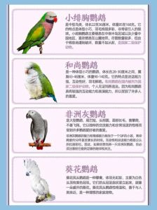 虎皮玄凤会说话，性价比高好养活（会说话的鹦鹉排名一览表）