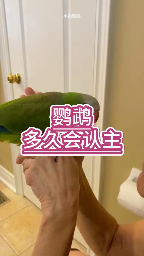 新手养鹦鹉,一个月能认主吗?(鹦鹉认人的最佳时间) 新手养鹦鹉,一个月能认主吗?(鹦鹉认人的最佳时间)
