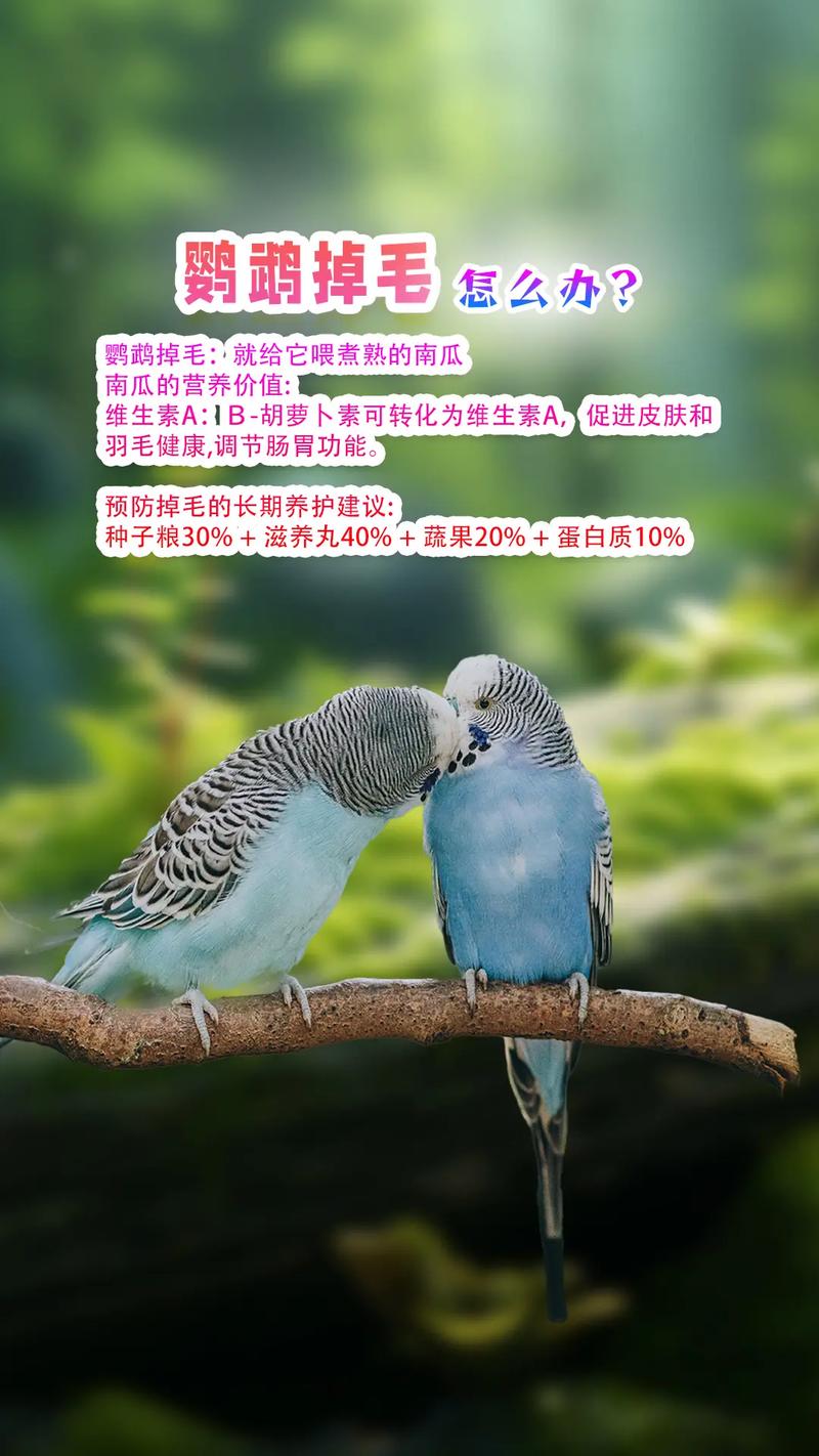 养鹦鹉有风险 预防鹦鹉热需注意(养鹦鹉对人的巨大危害) 养鹦鹉有风险 预防鹦鹉热需注意(养鹦鹉对人的巨大危害)