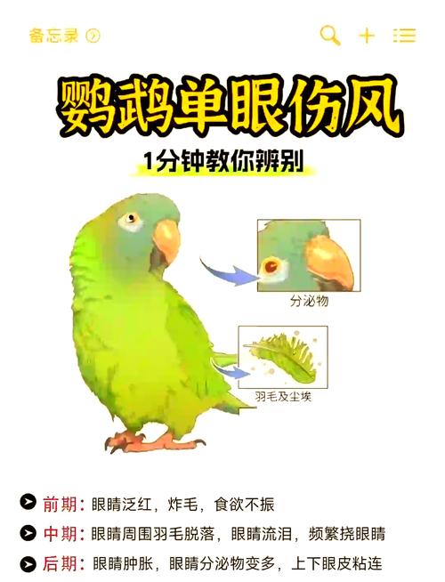 鹦鹉蔫了怎么办?(鹦鹉蔫了最快恢复方法) 鹦鹉蔫了怎么办?(鹦鹉蔫了最快恢复方法)