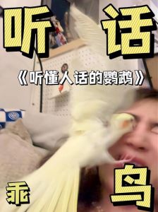 鹦鹉学话像社交，不懂意思会模仿（鹦鹉听懂人话吗）