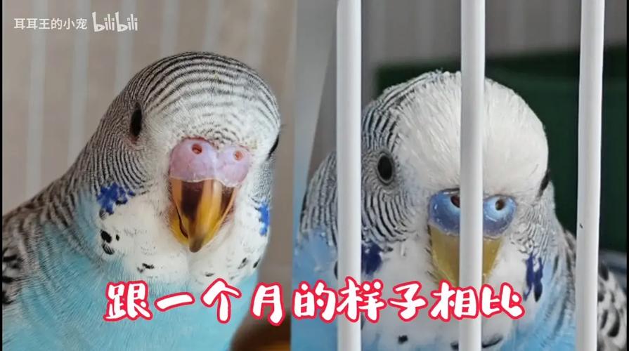 警惕!两个月虎皮鹦鹉饥饿易死,如何科学喂养保命?(两个月的虎皮鹦鹉饿几小时会死) 警惕!两个月虎皮鹦鹉饥饿易死,如何科学喂养保命?(两个月的虎皮鹦鹉饿几小时会死)