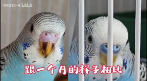 警惕！两个月虎皮鹦鹉饥饿易死，如何科学喂养保命？（两个月的虎皮鹦鹉饿几小时会死）
