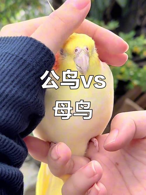 养鹦鹉一公一母好?看个人喜好,互动最重要!(养鹦鹉是一公一母好还是两个公的好) 养鹦鹉一公一母好?看个人喜好,互动最重要!(养鹦鹉是一公一母好还是两个公的好)