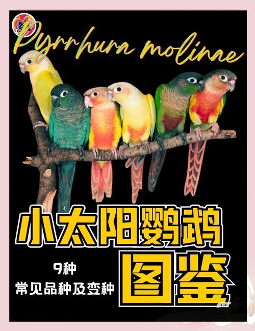小太阳鹦鹉吃面包虫,补充营养需适量(小太阳鹦鹉吃面包虫吗) 小太阳鹦鹉吃面包虫,补充营养需适量(小太阳鹦鹉吃面包虫吗)