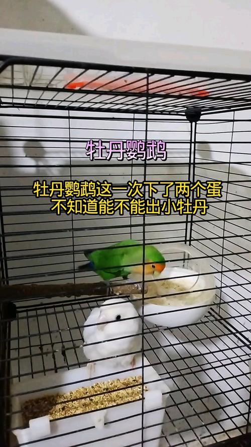 产蛋孵化喂养全知道(牡丹鹦鹉下蛋后多少天出小鹦鹉) 产蛋孵化喂养全知道(牡丹鹦鹉下蛋后多少天出小鹦鹉)