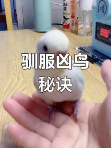 鹦鹉咬人怎么办？耐心纠正，建立信任（怎样让鹦鹉不咬人还粘人小妙招）