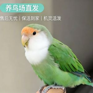 配对与互动（一公一母的鹦鹉在一起会繁殖吗）