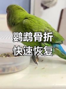 预防与救治要点（鹦鹉脑震荡能自愈吗）