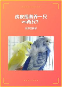 和平共处与防打斗（两只公虎皮鹦鹉在一起养会怎么样）