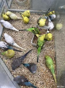 不养虎皮鹦鹉繁殖，更快乐负责任（养一对虎皮鹦鹉可以不繁殖吗）
