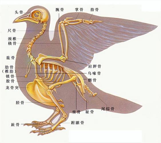头形喙翅膀尾羽爪子要画对（鸟的解剖图）