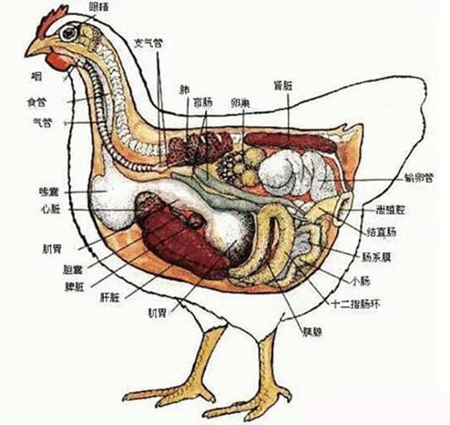 鸟类消化系统专为飞行设计（鸟的消化系统结构图）