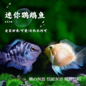 宝蓝白金鹦鹉鱼，好养新手，选颜色（养宝蓝鹦鹉鱼好还是白金鹦鹉鱼）
