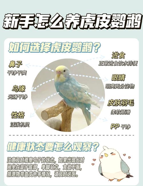 虎皮鹦鹉专用奶粉喂养方法（刚孵化的虎皮鹦鹉幼鸟怎么喂）