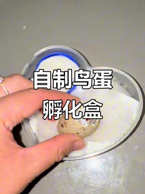 盆布加温计，简单挑战生命！（没有孵蛋器怎么人工孵鸟蛋）
