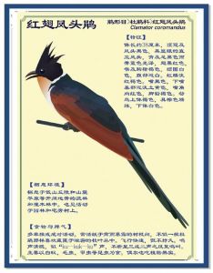 黑枕黄鹂寿带三宝鸟黑卷尾太平鸟介绍（北方省常见的鸟类图片及名称简介）