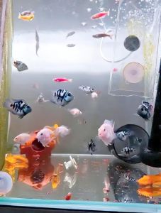 选温和大鱼混养迷你鹦鹉，鱼缸大才和谐（迷你鹦鹉鱼和什么鱼混养好）