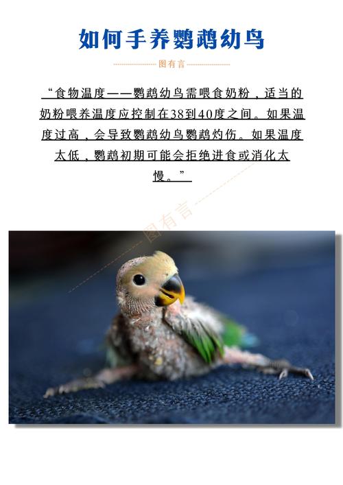 温度喂食互动及安全要点（手养幼鹦鹉怎么喂养最好）