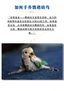 温度喂食互动及安全要点（手养幼鹦鹉怎么喂养最好）