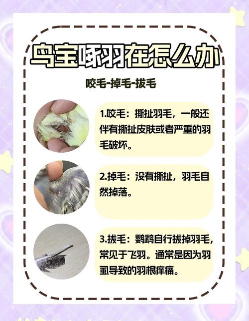 鹦鹉掉毛正常？7-9月换羽，注意健康！（鹦鹉尾巴毛被拔掉了还会长出来吗）
