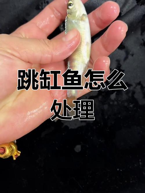 鹦鹉鱼趴缸躲角撞缸怎么办？（鹦鹉鱼突然趴缸躲角落然后撞缸怎么办）