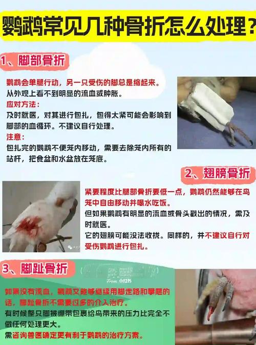 鹦鹉脚受伤怎么办？（鹦鹉脚受伤了怎么办能不能自愈）