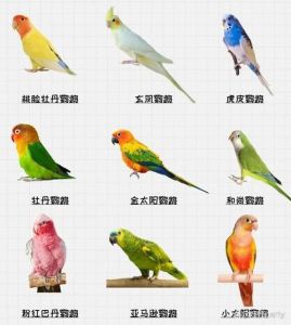 葵花亚马逊吸蜜玫瑰虎皮鹦鹉介绍（鹦鹉鸟图片大全大图鸟名称）