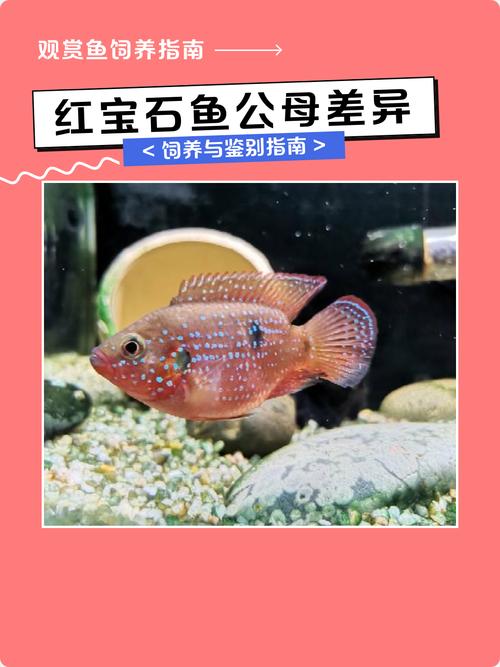 红宝石鱼不能和迷你鹦鹉鱼混养（红宝石鱼和迷你鹦鹉鱼混养）