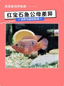 红宝石鱼不能和迷你鹦鹉鱼混养（红宝石鱼和迷你鹦鹉鱼混养）