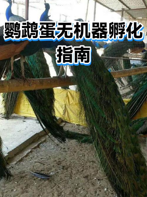 温水瓶暖蛋,细心呵护生命(鹦鹉蛋没有孵化器怎么孵化) 温水瓶暖蛋,细心呵护生命(鹦鹉蛋没有孵化器怎么孵化)